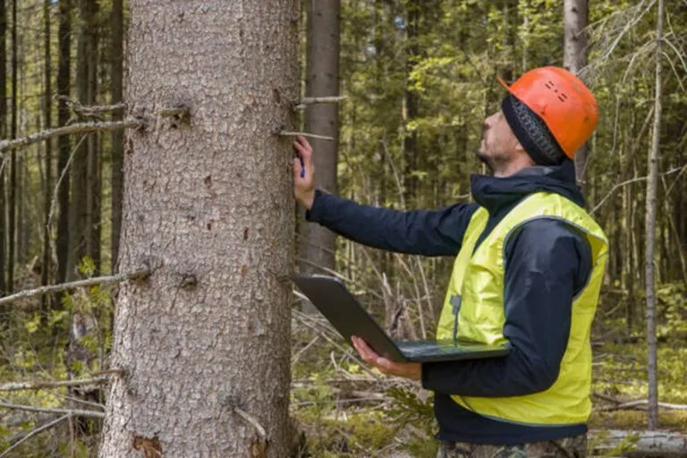 Do Tree Removal Companies in Downey Offer Free Estimates?