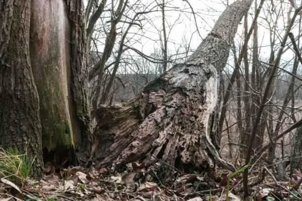 What Are Signs of a Dying or Dangerous Tree?