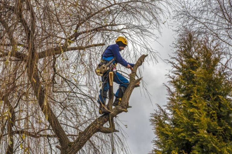How Much Does Tree Removal Cost in Downey, CA