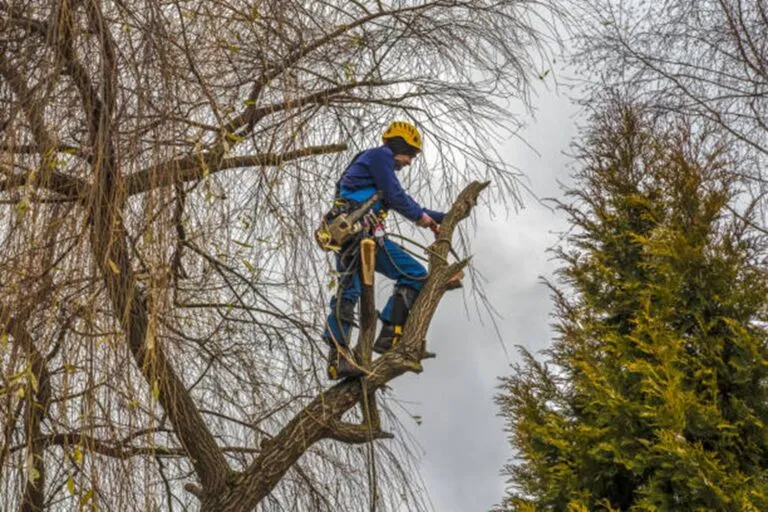 How Much Does Tree Removal Cost in Downey, CA