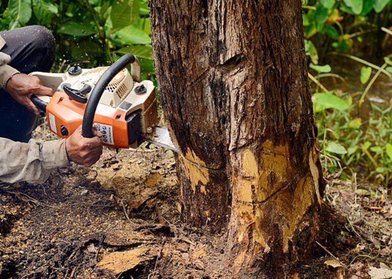 Can I Remove a Tree Myself or Should I Hire a Pro?